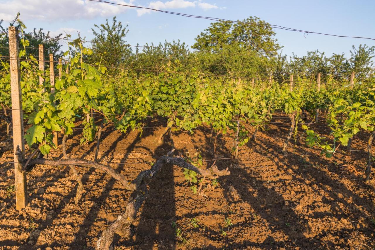 Village Wine House Mandicevac Zewnętrze zdjęcie