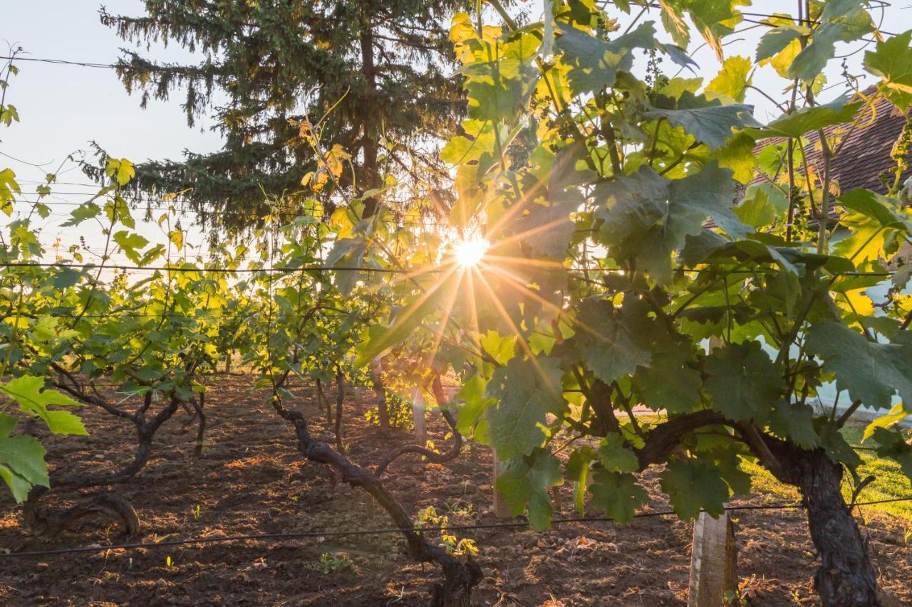 Village Wine House Mandicevac Zewnętrze zdjęcie