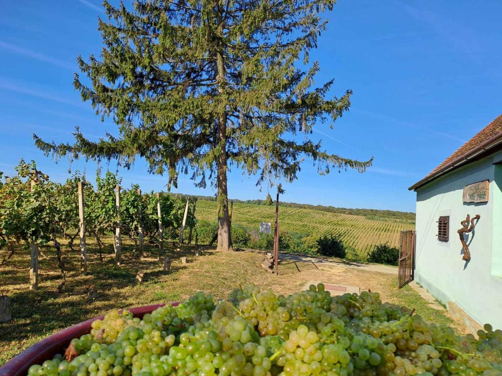 Village Wine House Mandicevac Zewnętrze zdjęcie